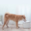 Изображение товара «Дозатор воды для животных Xiaomi Petkit Smart Water Dispenser 2 (XWWF01MG)» №7